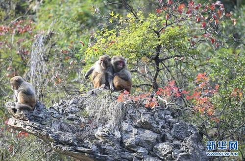 花钱抢票能抢到吗 (智行火车票加钱抢票能抢到吗)