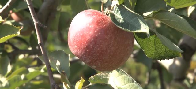 世界十大最贵水果(世界上最贵的水果前十名) 2 世界十大最贵水果(世界上最贵的水果前十名) 2