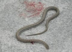 孩童捕捉蛇带入校园引发关注